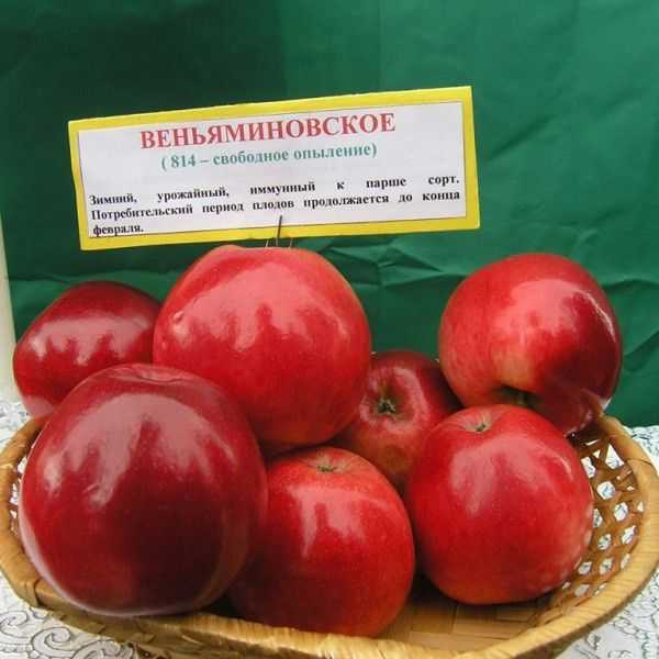 Подробное описание сорта яблок Веньяминовское Недостатки и преимущества Особенности посадки, ухода, избавления от вредителей