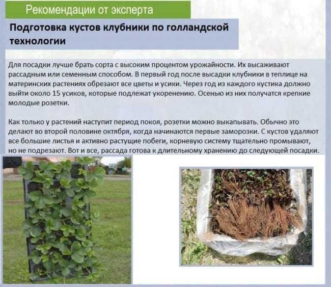 Посадка картофеля по голландской технологии: особенности, схема, сбор урожая