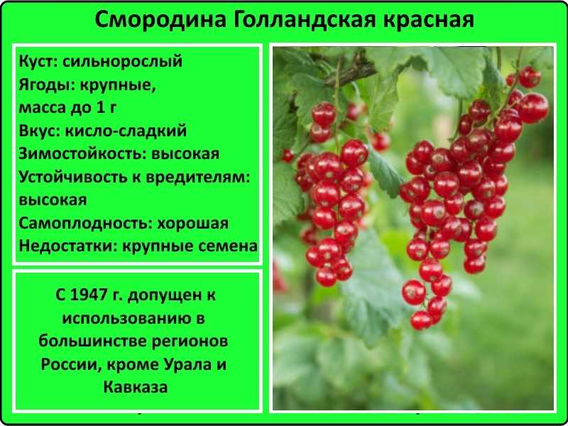 Описание сорта красной смороины сахарная, особенности ухода