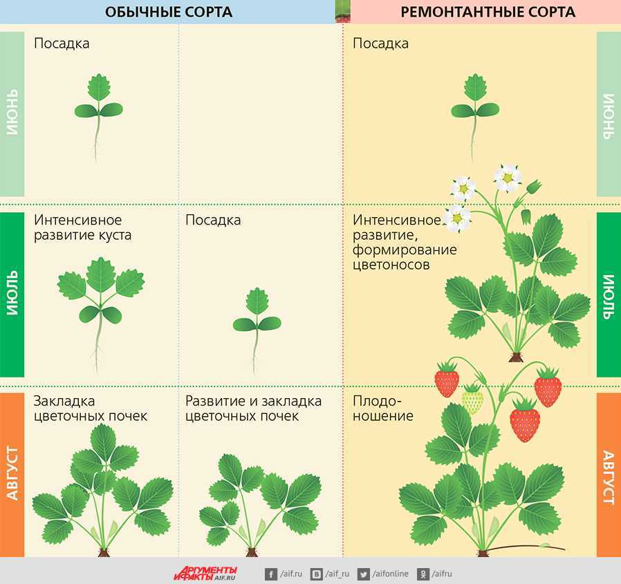 Схема ухода за клубникой с весны до осени