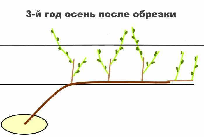 Летняя обрезка винограда: как провести зелёные операции