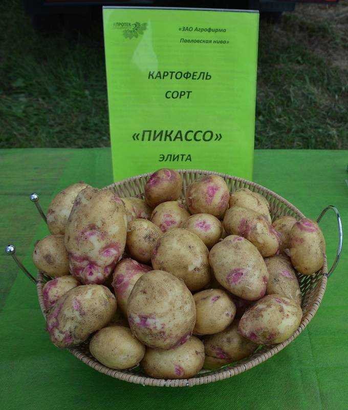 Картофель пикассо: описание с фото и отзывами позднего сорта для хранения, особенности выращивания, вкусовые качества, урожайность