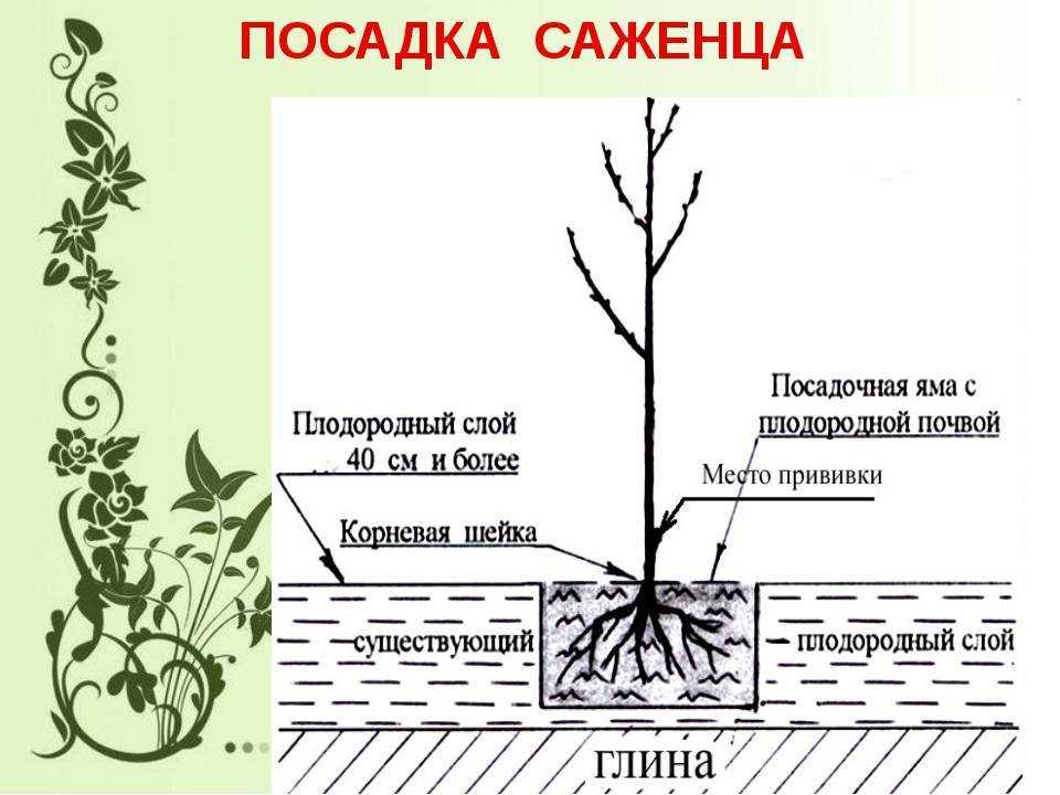 Карликовые яблони в моём саду — сорта и особенности выращивания
