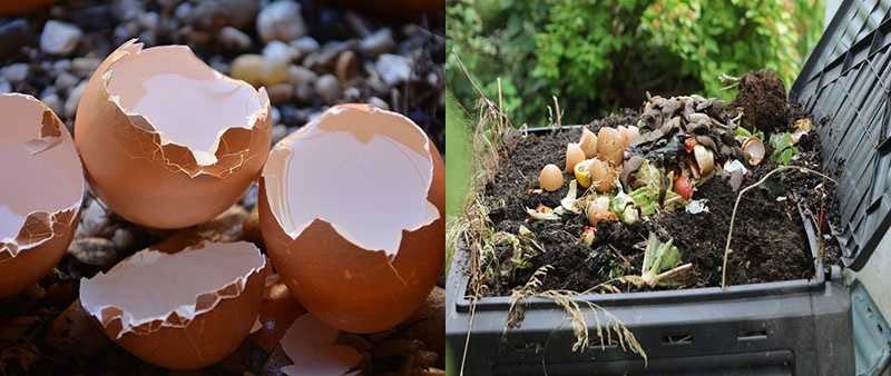 Применение яичной скорлупы как удобрение: для удобрения каких культур подходит