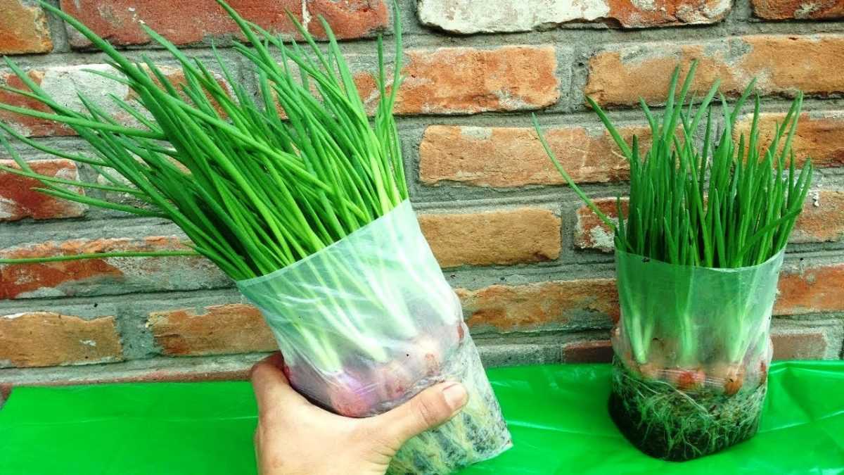 Как вырастить зеленый лук дома
