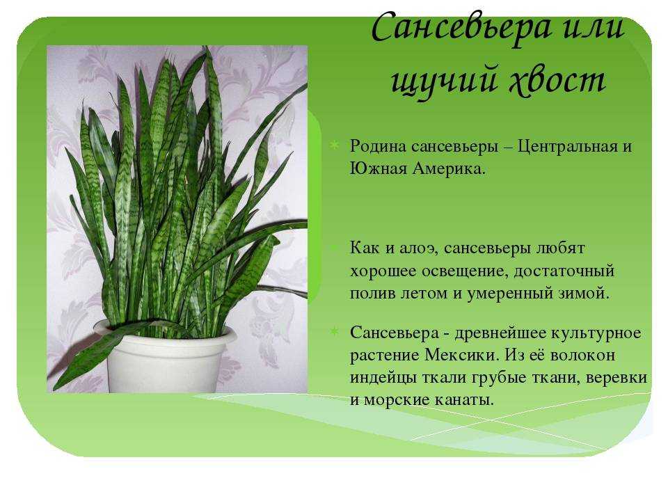 Полезное растение – алоэ вера: правильный уход и народные рецепты