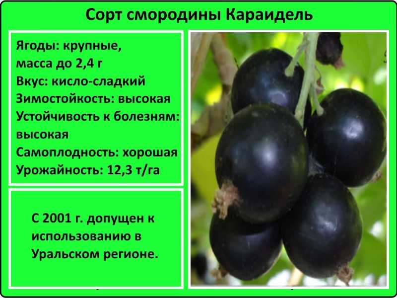 Витаминная черная смородина: самые сладкие, крупноплодные, урожайные сорта