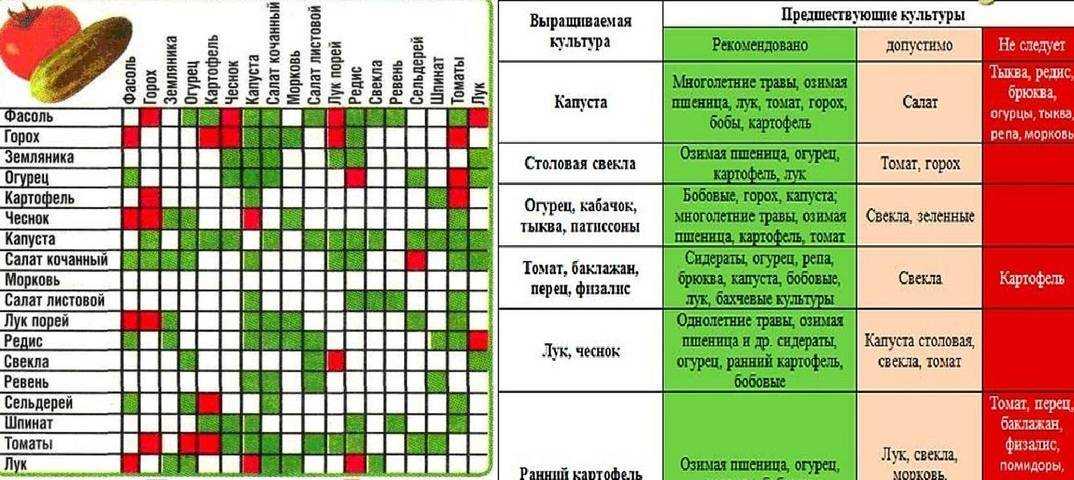 Повысить плодородность почвы, предназначенной под посадку огурцов, можно не только внесением удобрений Опытные огородники отдают предпочтение засеву ее