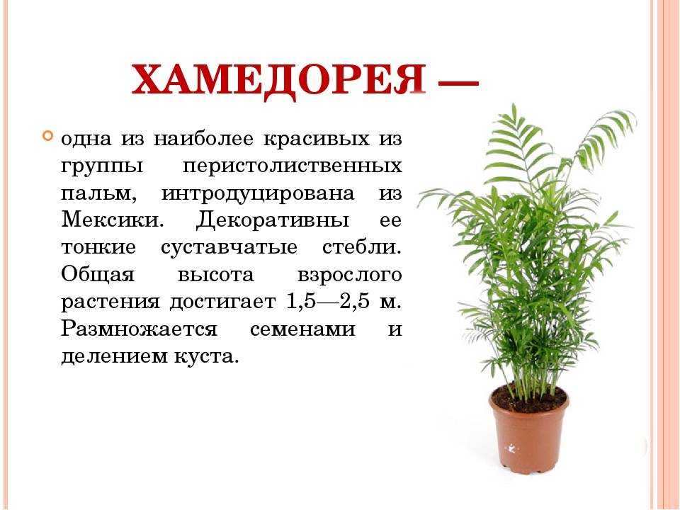 Араукария уход в домашних условиях: полив, размножение, обрезка