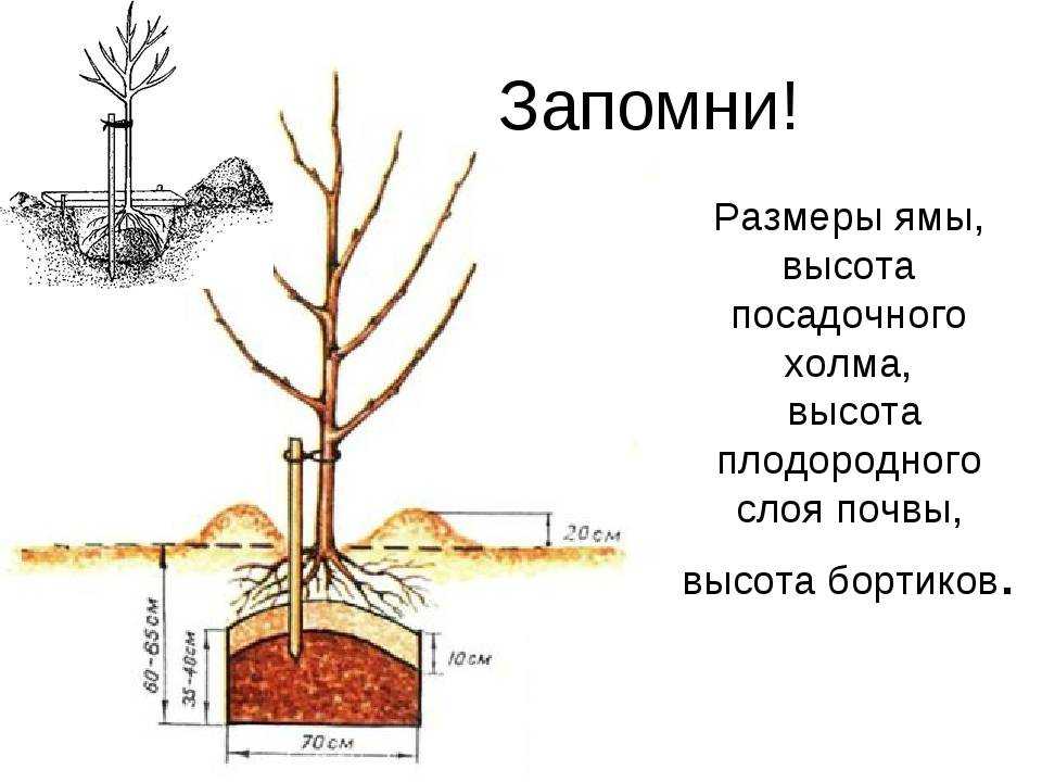 ✅ когда можно пересадить абрикос. как пересадить абрикос на другое место - живой-сад.рф