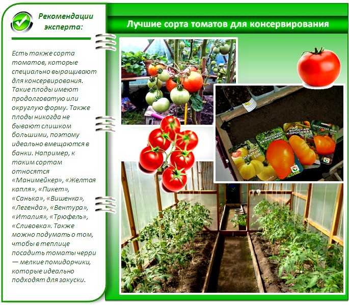 Урожайные и лучшие сорта томатов для теплицы из поликарбоната в средней полосе и не только