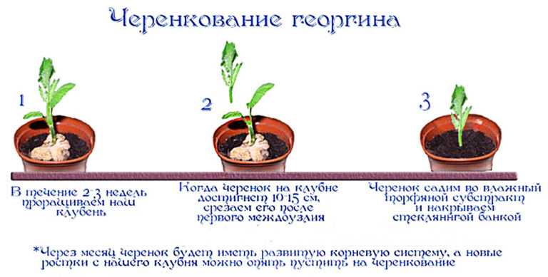 Посадка георгинов клубнями весной - пошаговая инструкция