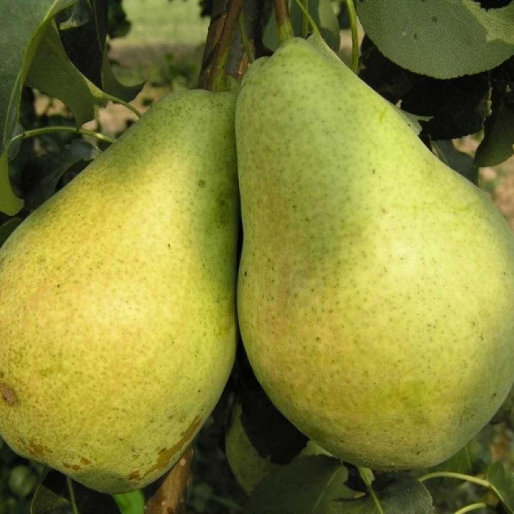 Груша мраморная: описание сорта, отзывы садоводов, фото урожая и правила выращивания, посадки и ухода