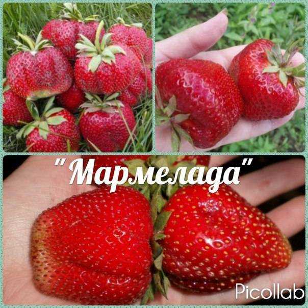 Клубника мармелада: описание сорта, фото, отзывы о землянике