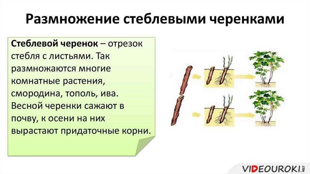 Выбираем и выращиваем лучшие сорта пеларгонии из семян в домашних условиях