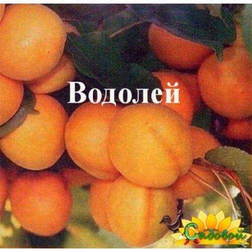 Абрикос водолей: описание сорта, фото, отзывы