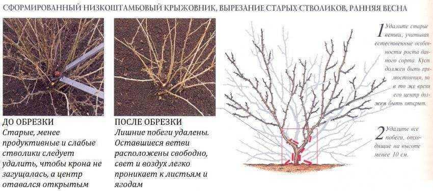 Как подготовить к зиме жимолость — правильный уход осенью - фермеру