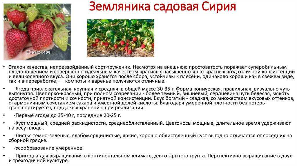 Какие сорта садовой земляники самые сладкие и вкусные