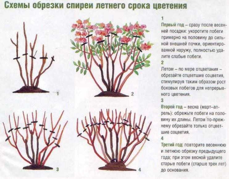 Выращивание и уход за фундуком в открытом грунте, правила посадки лещины