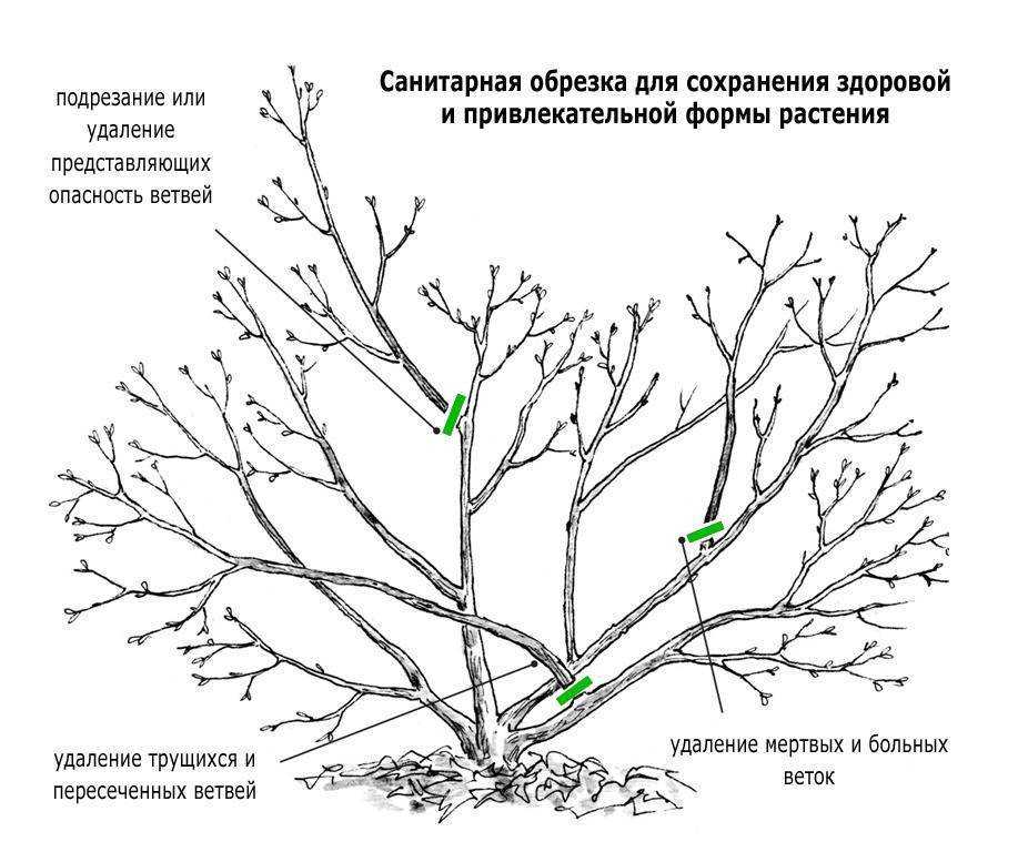 Особенности обрезки старых яблонь осенью: правила и схемы для начинающих