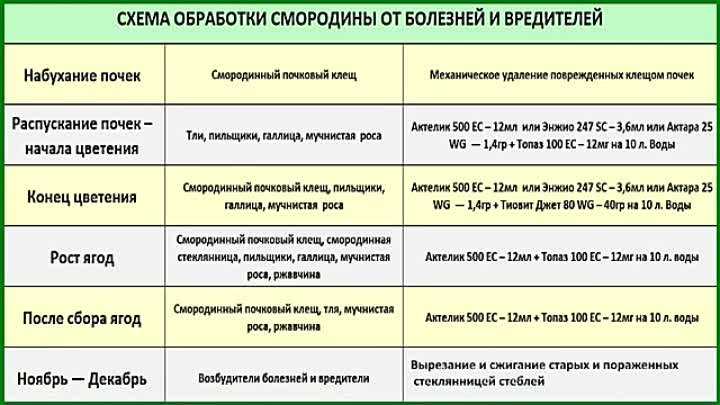 Когда и как обрезать и обрабатывать крыжовник весной: благоприятные дни в 2021 году, от болезней и вредителей, ранней весной, схемы для начинающих