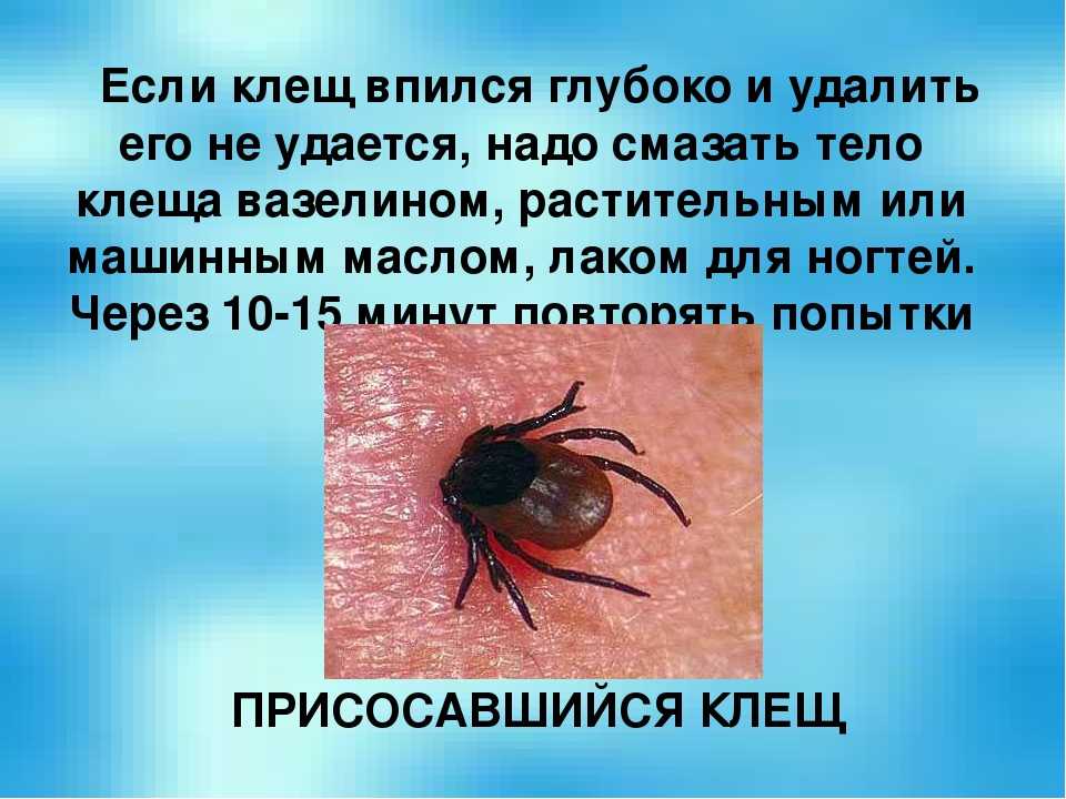 Паутинный клещ