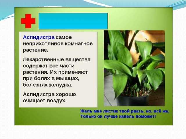 Цветок аспидистра: виды, выращивание и уход в домашних условиях, пересадка и размножение, фото