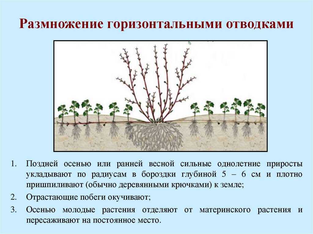 Гейхера: посадка и уход в открытом грунте, фото сортов и видов с названиями