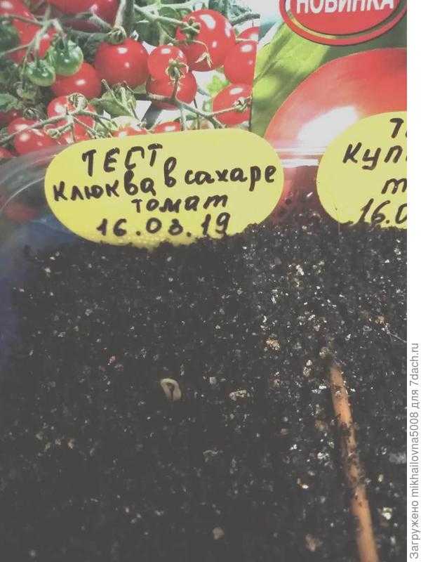 Характеристика и описание сорта томата клюква в сахаре, его урожайность