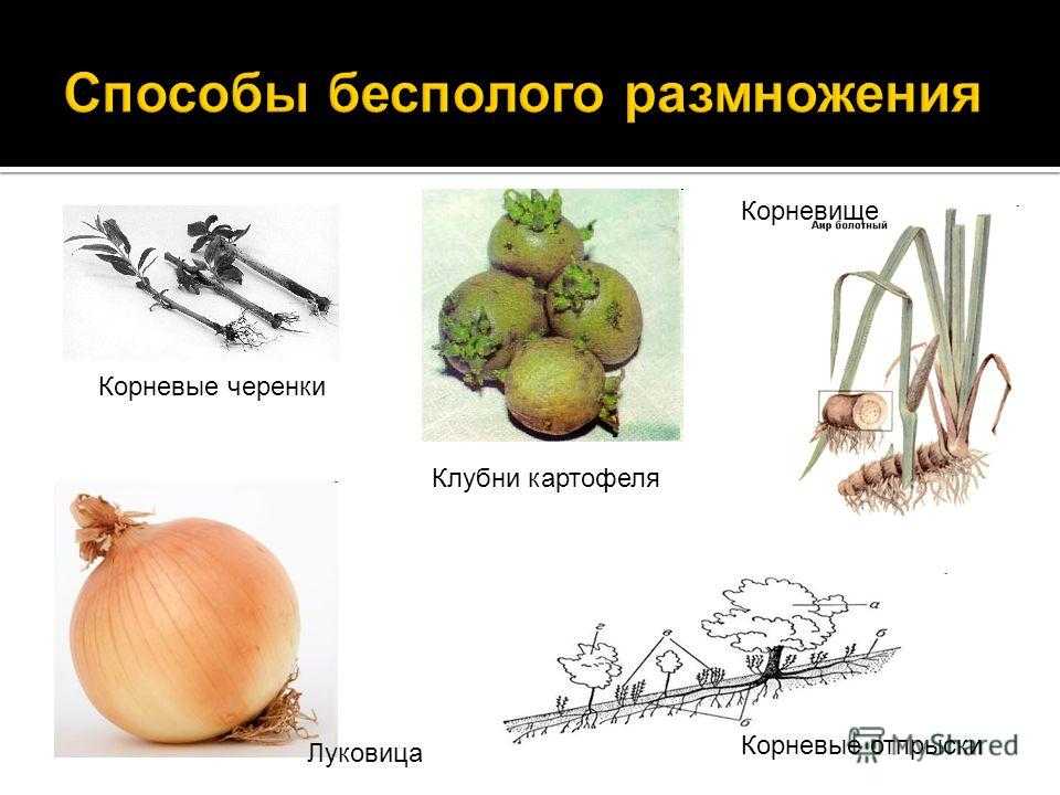 Исследовательская работа «размножение картофеля разными способами»