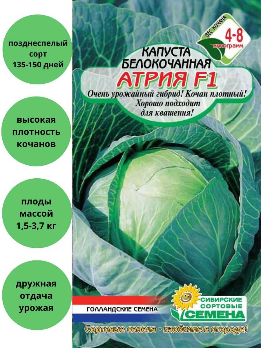 Атрия f1, капуста: описание гибрида и характеристика вкусовых качеств, фото сорта, отзывы об урожайности, семена для посадки, особенности выращивания