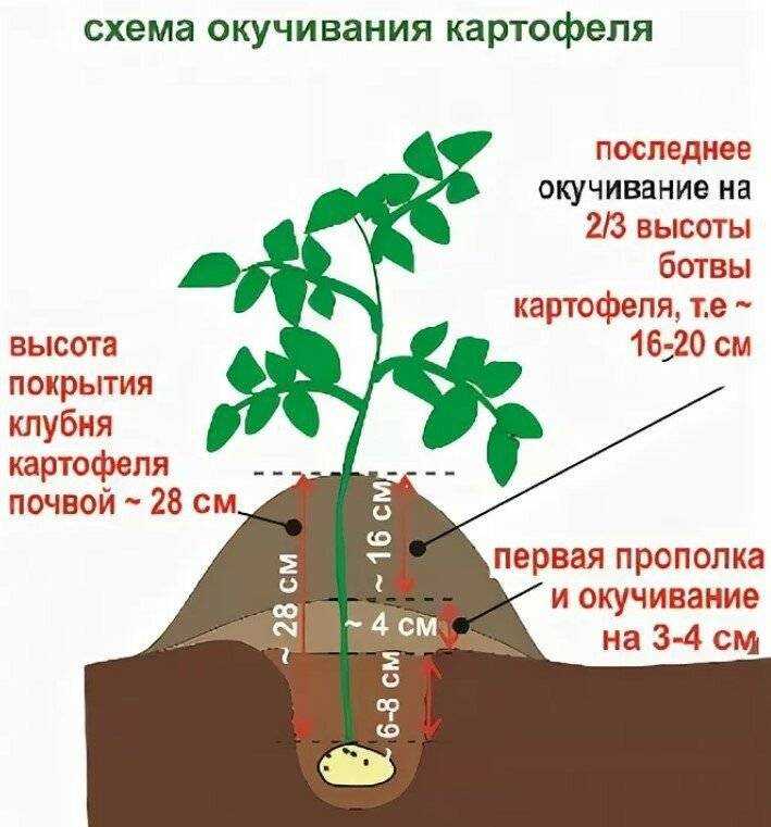 Способы посадки картофеля: как правильно и на какую глубину сажать
