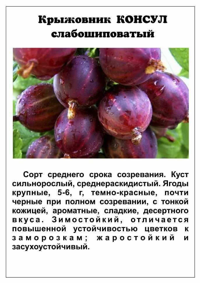Крыжовник сорта командор (владил): описание, преимущества и недостатки, уход, урожайность, фото