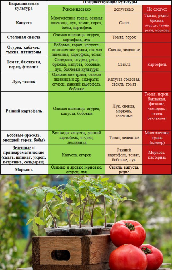 Зачем пересаживать клубнику летом?