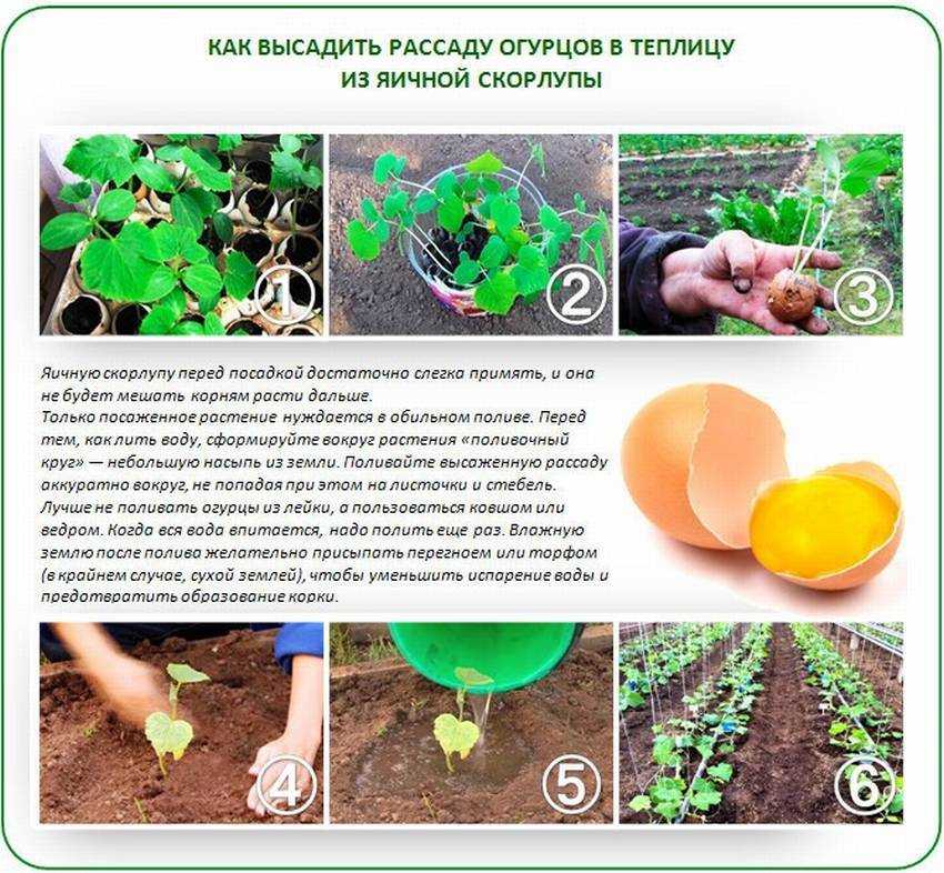 Лучшие сорта огурцов на 2021 год: самые урожайные, вкусные, для теплицы и открытого грунта