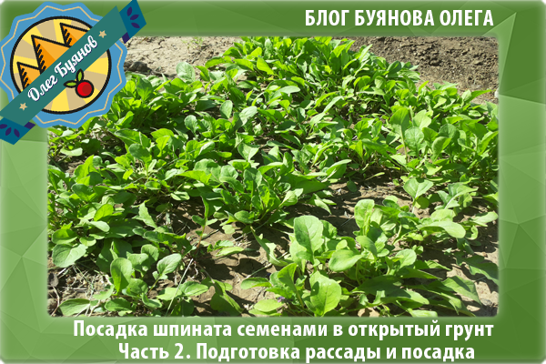 Выращивание и уход за шпинатом в открытом грунте