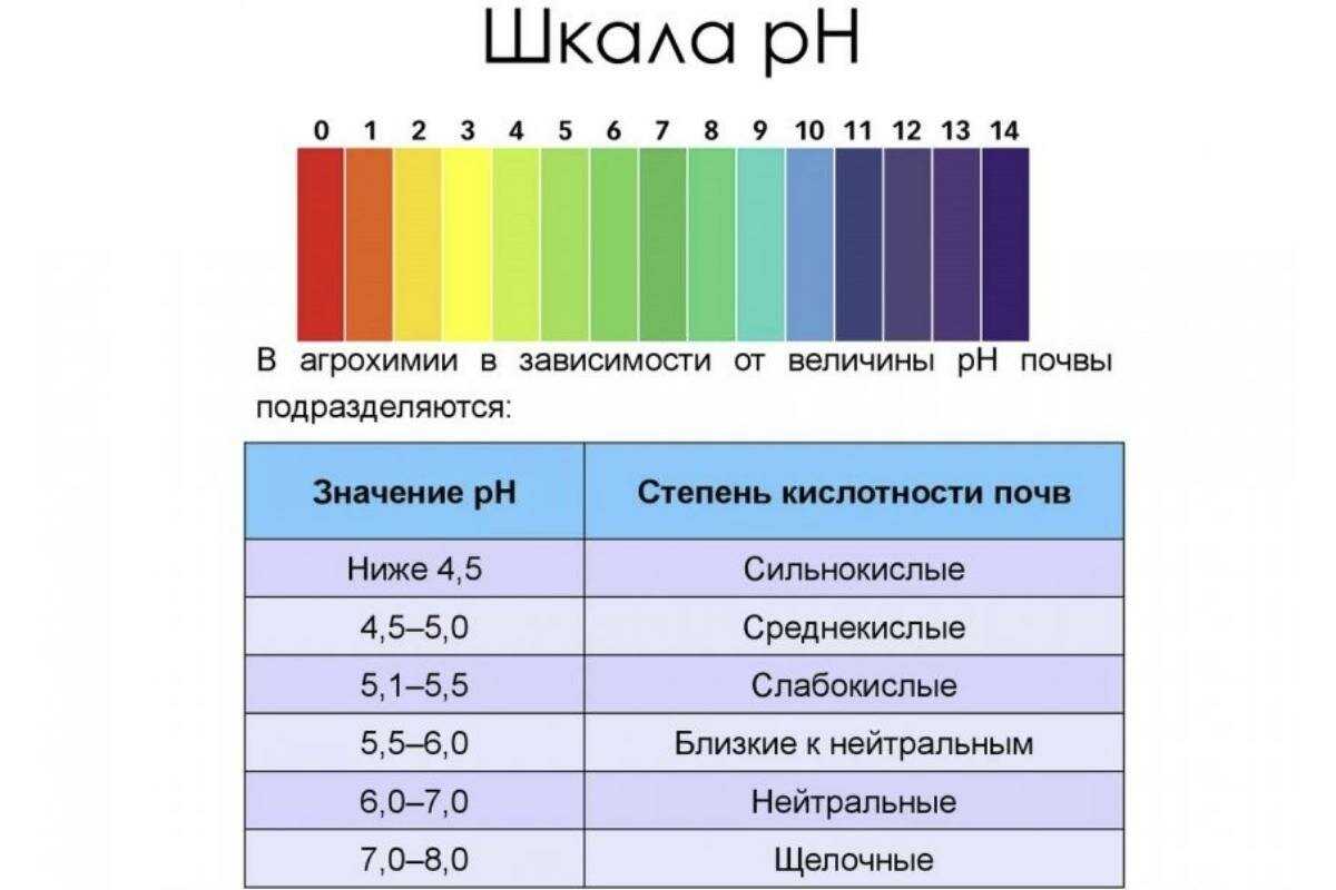 Как раскислить почву: 5 простых и эффективных способов