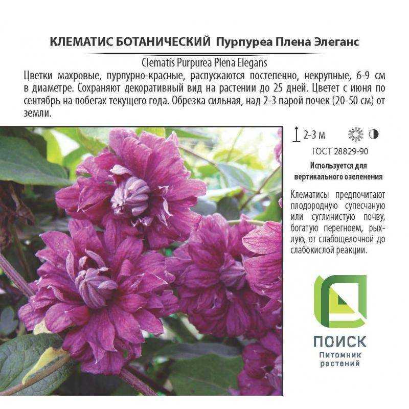 Общее описание, достоинства и недостатки клематиса Пурпуреа Плена Элеганс Важные нюансы выращивания и ухода за растением Отзывы садоводов о сорте