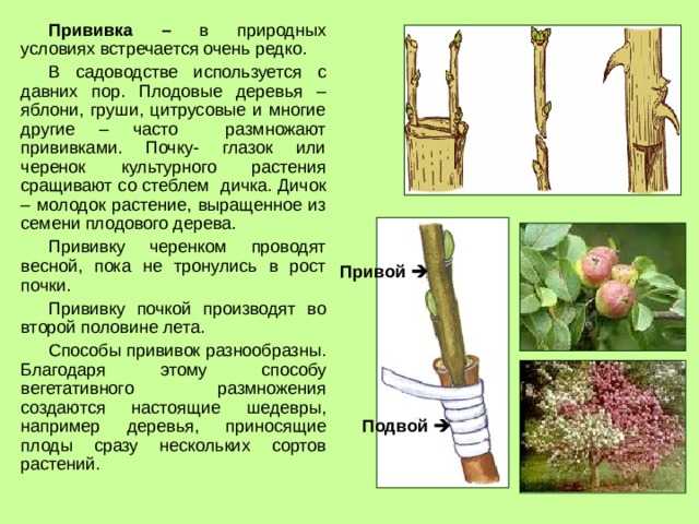 Как привить абрикос свежими черенками правильно для начинающих и можно ли