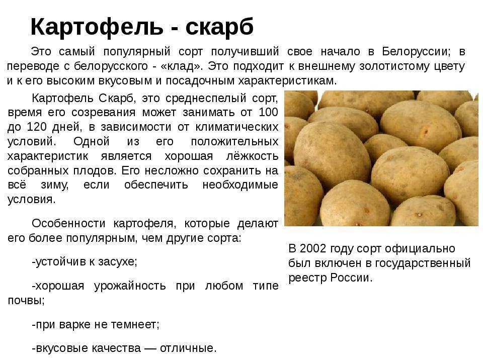 Картофель тулеевский характеристика сорта отзывы вкусовые качества