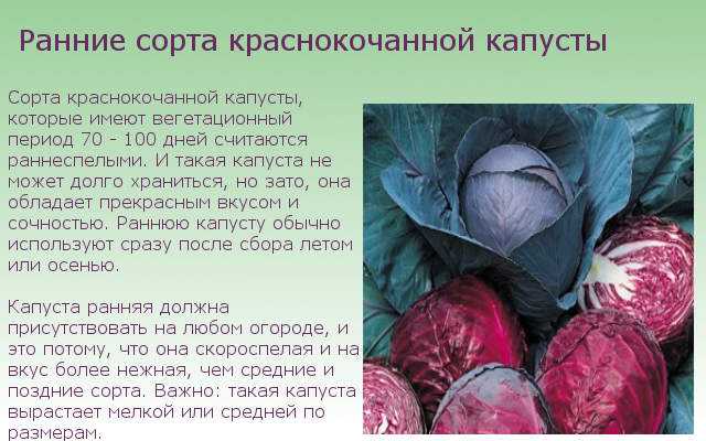 Отличается ли выращивание краснокочанной капусты от выращивания других капустных овощей и надо ли сажать её на дачном участке Сорта Инструкции с фото Видео