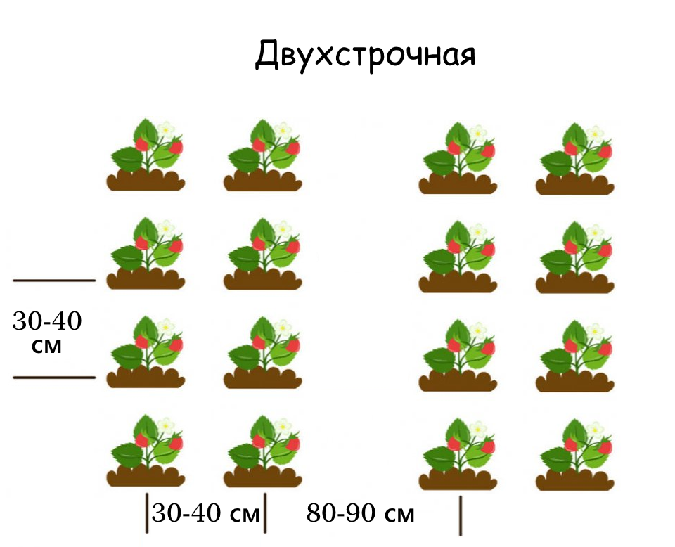 Уход за клубникой весной после зимы для начинающих