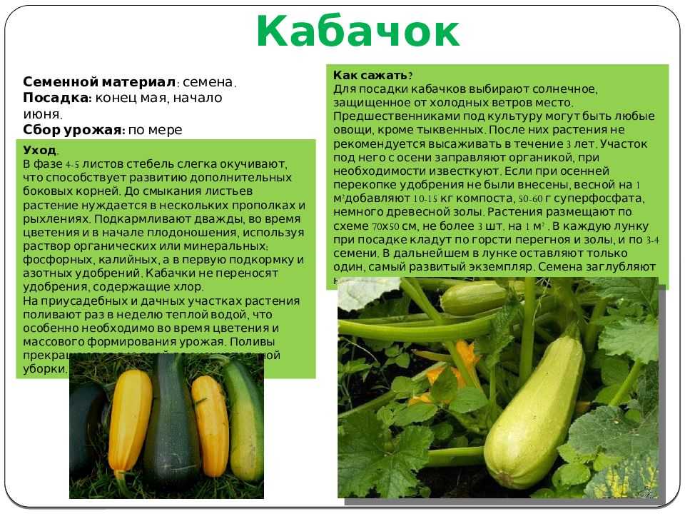 Кабачок апельсинка, нежный зефир и другие желтоплодные сорта: описание и особенности выращивания