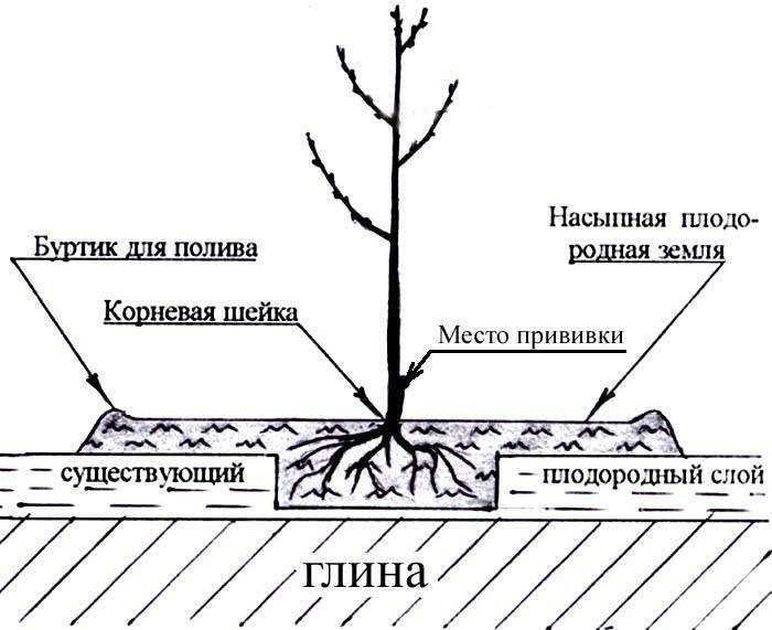 Особенности колонновидной яблони президент, правила посадки и ухода