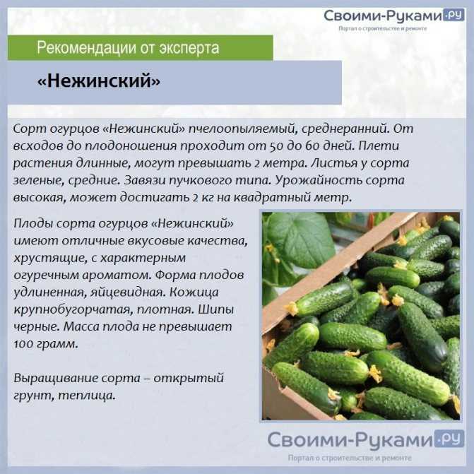 Огурец парижский корнишон: описание раннеспелого сорта и правила выращивания