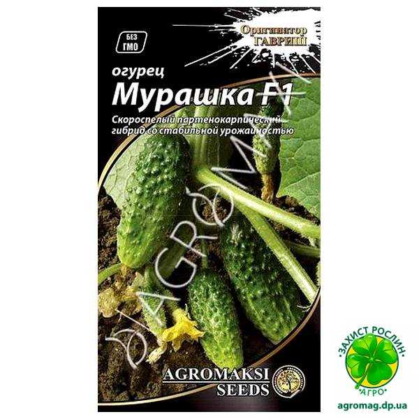 Описание и особенности выращивания огурцов мурашка, фото, отзывы об урожае