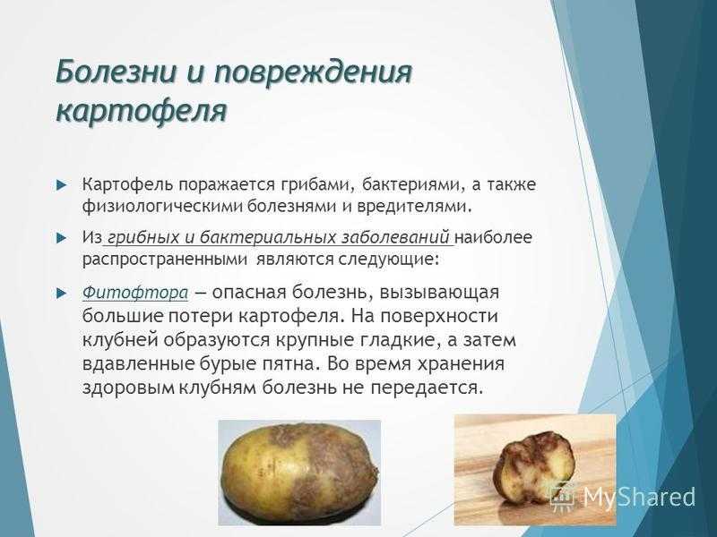 ᐉ болезни клубней картофеля: описание, фото и лечение - roza-zanoza.ru
