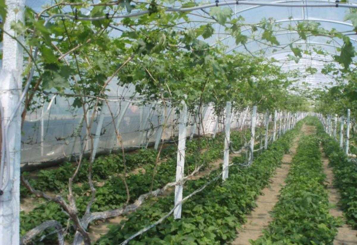 Пять правил выращивания северного винограда — floraprice.ru