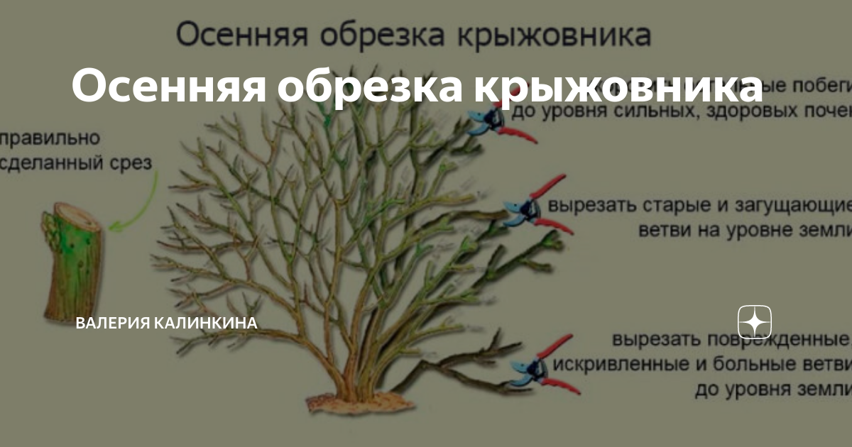 Посадка крыжовника весной - правила и сроки