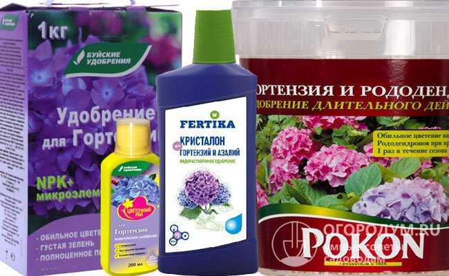 Чем подкормить гортензию для обильного цветения, удобрение летом, весной и осенью